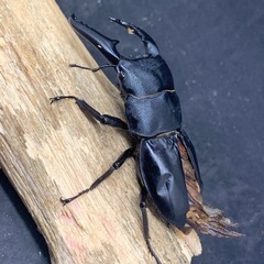 オスB品　赤目パラワンオオヒラタ　ペアの画像