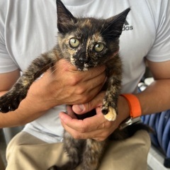 元気いっぱいサビ猫ちゃん