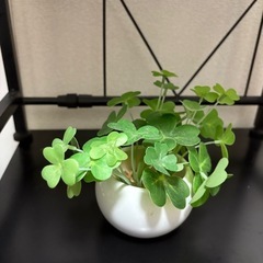 ミニ観葉植物 ニトリ？