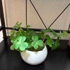  ミニ観葉植物 ニトリ？の画像