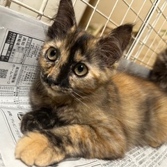 3匹の子猫ちゃん！全員女の子！急遽里親募集してます💦