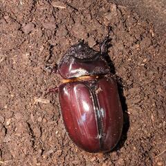 ケンタウルスミツノカブト成虫♂未使用未後食 その2