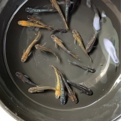 メダカ