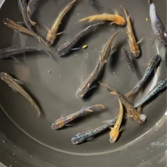 メダカの画像