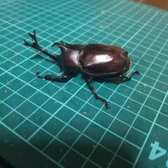 ②第４回国産クワガタカブトムシ安売り‼️