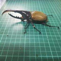 ②国産外国産クワガタカブトムシ500円クジ