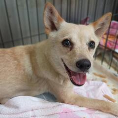 【7月10日】動物管理所収容、大人ワンコさんの家族募集(終…
