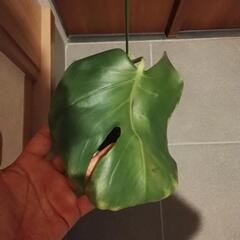 モンステラ　鉢付　皿付の画像