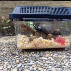 ②　大分県産　カブトムシ　オス200円　メス100円　大分市