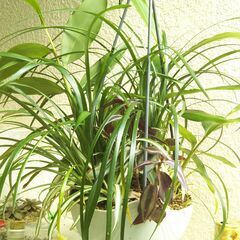 吊り下げ観葉植物ー１の画像