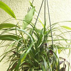 吊り下げ観葉植物ー１の画像