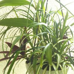 吊り下げ観葉植物ー１の画像