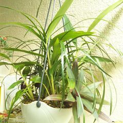 吊り下げ観葉植物ー１の画像