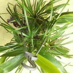 吊り下げ観葉植物ー１の画像