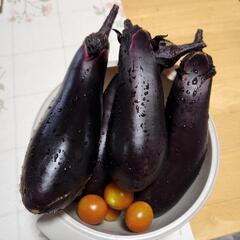 今朝の採れたて野菜