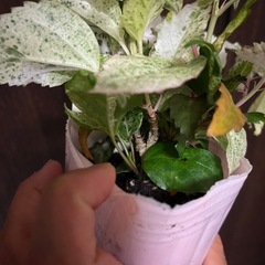 斑入りハイビスカス　　ホワイトロコの画像