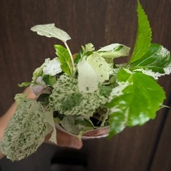 斑入りハイビスカス　　ホワイトロコの画像