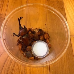 ①国産カブトムシ　ペアの画像