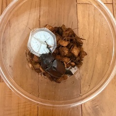 ①国産カブトムシ　ペアの画像