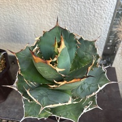 アガベ　オテロイ　ノーネームの画像