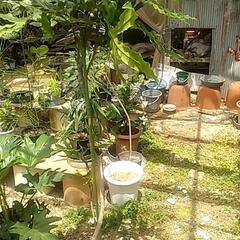 破格値観葉植物の画像
