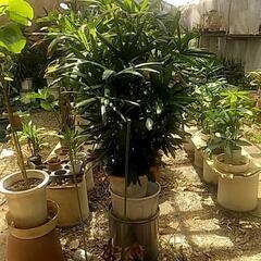 破格値観葉植物の画像