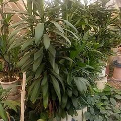 破格値観葉植物の画像