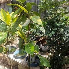 破格値観葉植物の画像