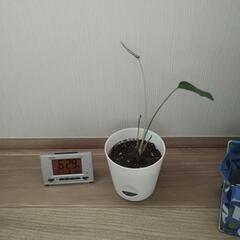 モンステラの赤ちゃん　②