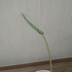 モンステラの赤ちゃん　②の画像