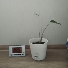 モンステラの赤ちゃん　②の画像