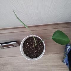 モンステラの赤ちゃん　②の画像