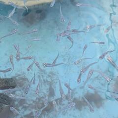 深海メダカ20匹の画像