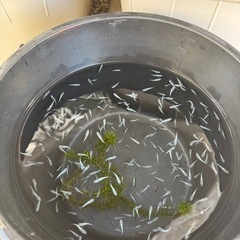 【サファ王メダカ】若魚　未選別5匹500円の画像