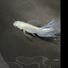 メダカ 松井ヒレ長 現物出品 オス1 メス2の画像