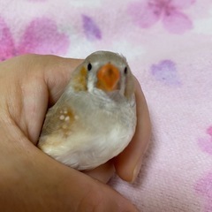 キンカチョウ錦華鳥無料讓ります