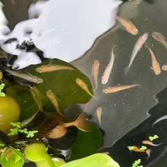 MIXメダカの画像