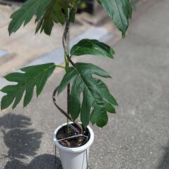 希少観葉植物　パンノキ　パンの木の画像