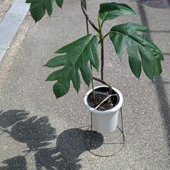 希少観葉植物　パンノキ　パンの木の画像
