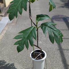 希少観葉植物　パンノキ　パンの木の画像