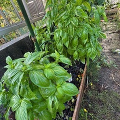 安心安全！無農薬野菜！！！3本100円の画像