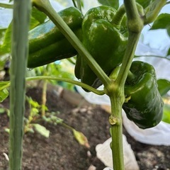 安心安全！無農薬野菜！！！3本100円の画像