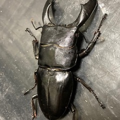 スラウェシオオヒラタ新成虫♂1匹♀3匹セットの画像