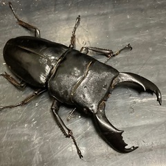 スラウェシオオヒラタ新成虫♂1匹♀3匹セットの画像