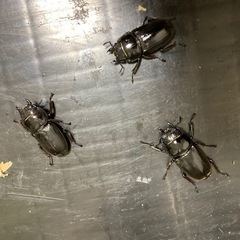 スラウェシオオヒラタ新成虫♂1匹♀3匹セットの画像