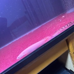 セネガルポリプの画像