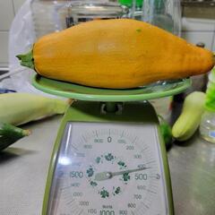 黄色ズッキーニ約440g