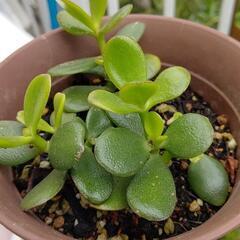 オリヅルラン　金のなる木　鉢植えの画像