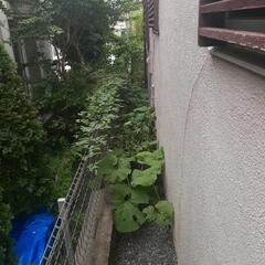 家まわりの草むしりをして頂けるかた