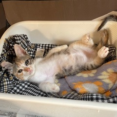 メス子猫１匹（皮膚真菌感染治療中）画像変更しました。